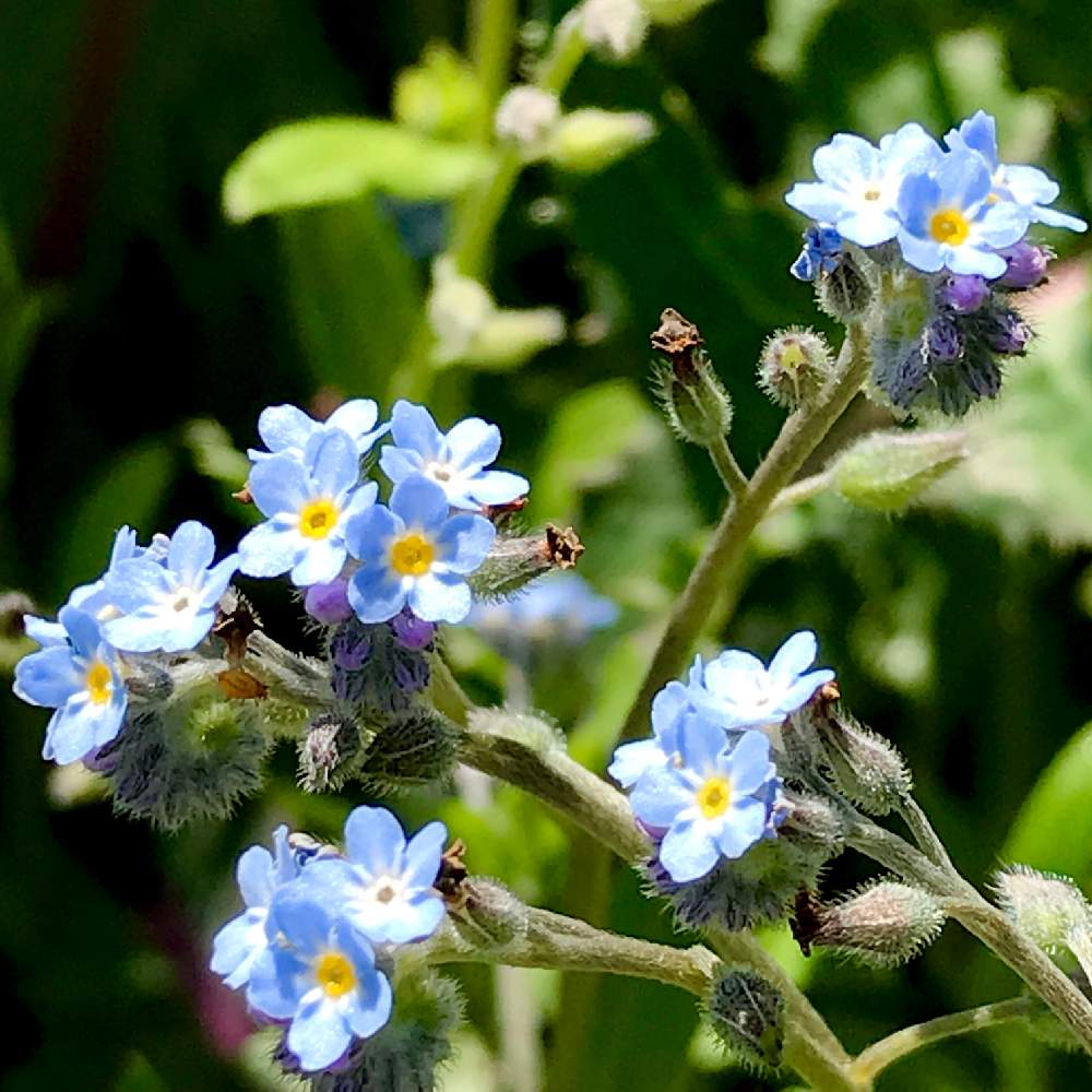 お出かけ先の画像 by ゆみこさんさん | お出かけ先とキュウリグサといとおしい植物の表情フォトコン2019と野草とかわいい雑草と青い花とお散歩とかわいいな♡とiPhone撮影