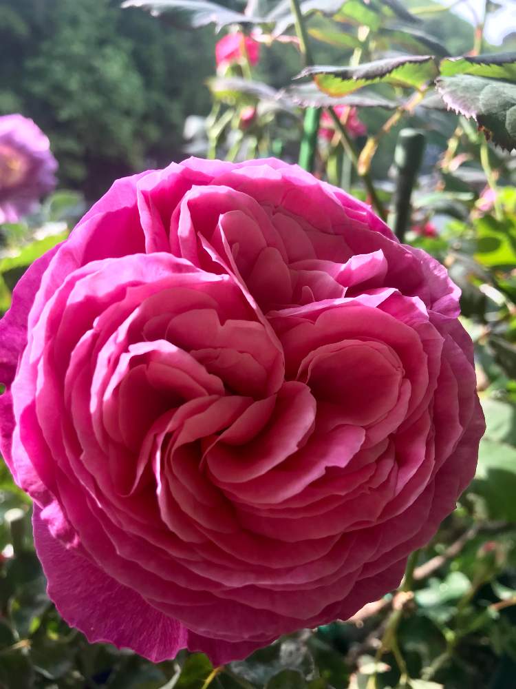 バルコニー/ベランダの画像 by ココさん | バルコニー/ベランダと狭い狭いベランダでとロゼット咲きと薔薇ゆうぜんと癒しとベランダガーデンとゆうぜん♥️と素晴らしいとFG& ローズと可愛いと太陽の光を浴びてと花のある暮らしと極狭ベランダガーデンとバラ・ミニバラと惚れ惚れ