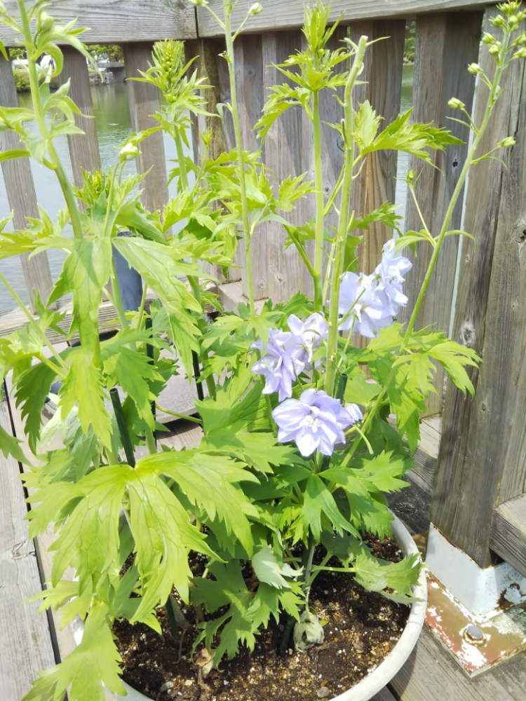 お出かけ先の画像 by mikaさん | お出かけ先とデルフィニウムと春のお花とムラサキ色がキレイ