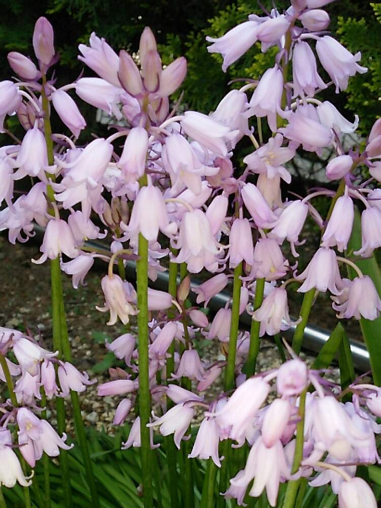 玄関の画像 by まんげつさん | 玄関と記録写真と今日の一枚と今日のお花と花のある暮らしと満開ですと咲いた!