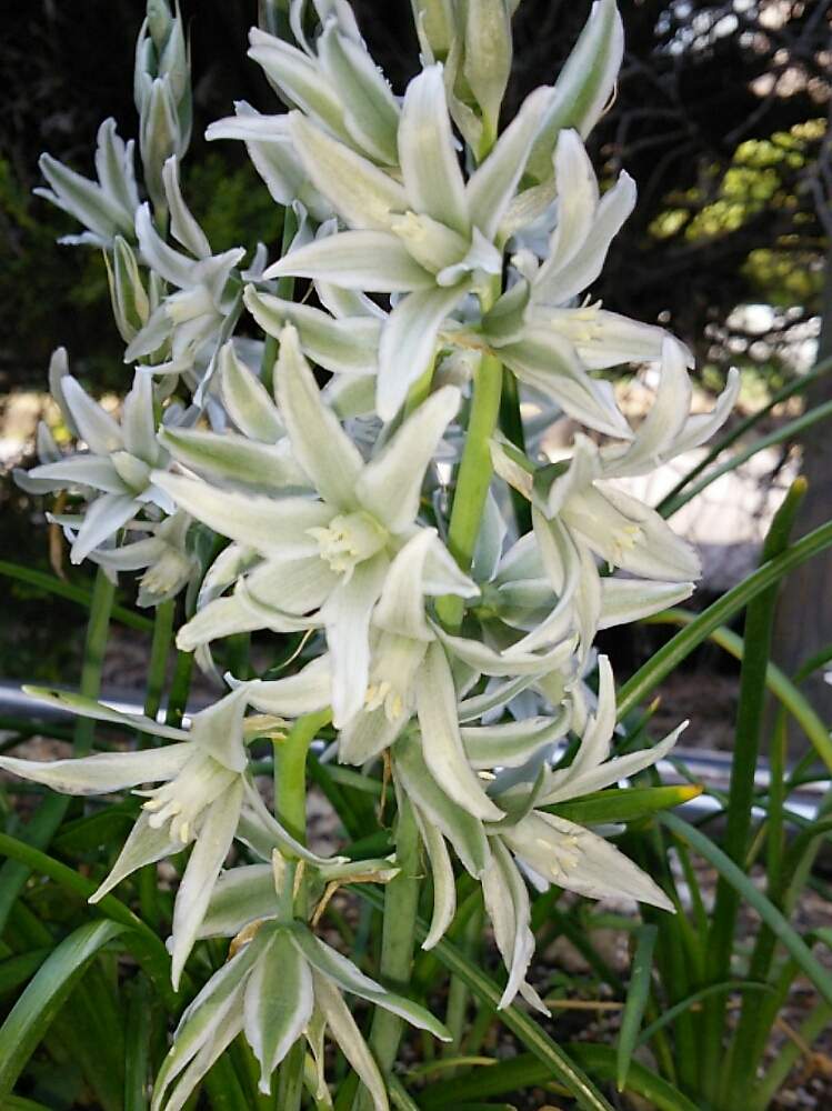 玄関の画像 by まんげつさん | 玄関とオーニソガラム・ガラスの花とオーニソガラムと記録写真と今日の一枚と今日のお花と花のある暮らしと春到来!と咲いた!