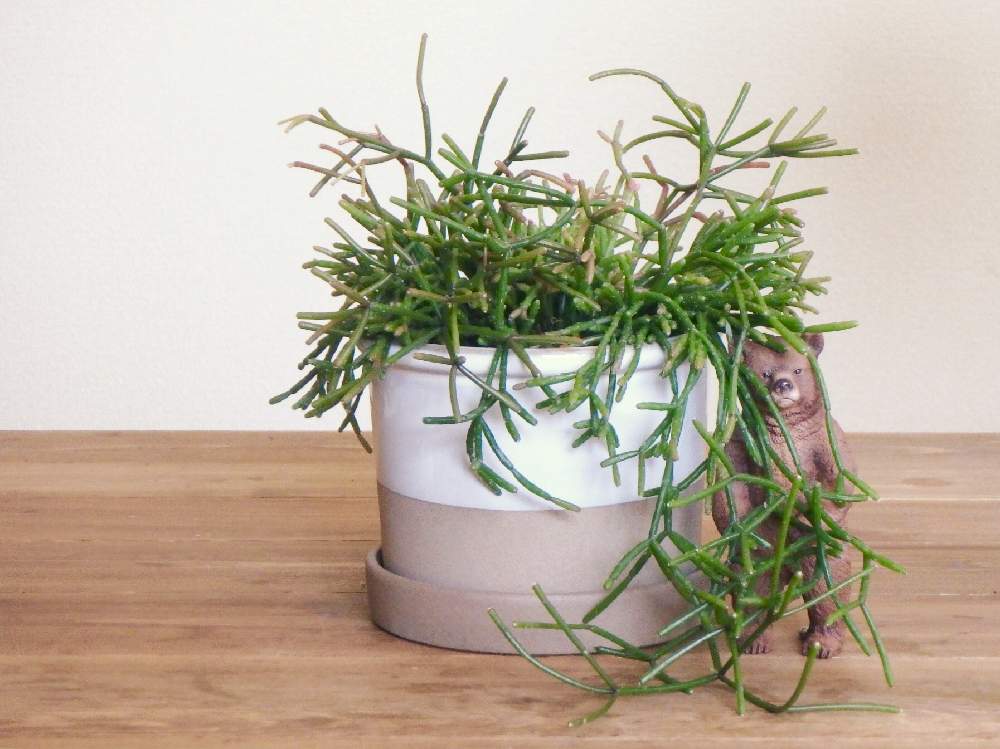 の画像 by しいたけさん | リプサリスとリプサリス クラバータと多肉植物とサボテン科とグリーンのある暮らしと森のくまさんとシュライヒと森林性サボテンとしいたけ家族とサボテンのある暮らしとリプサリス属とちーむサボテンとみどりと暮らすと森のサボテン