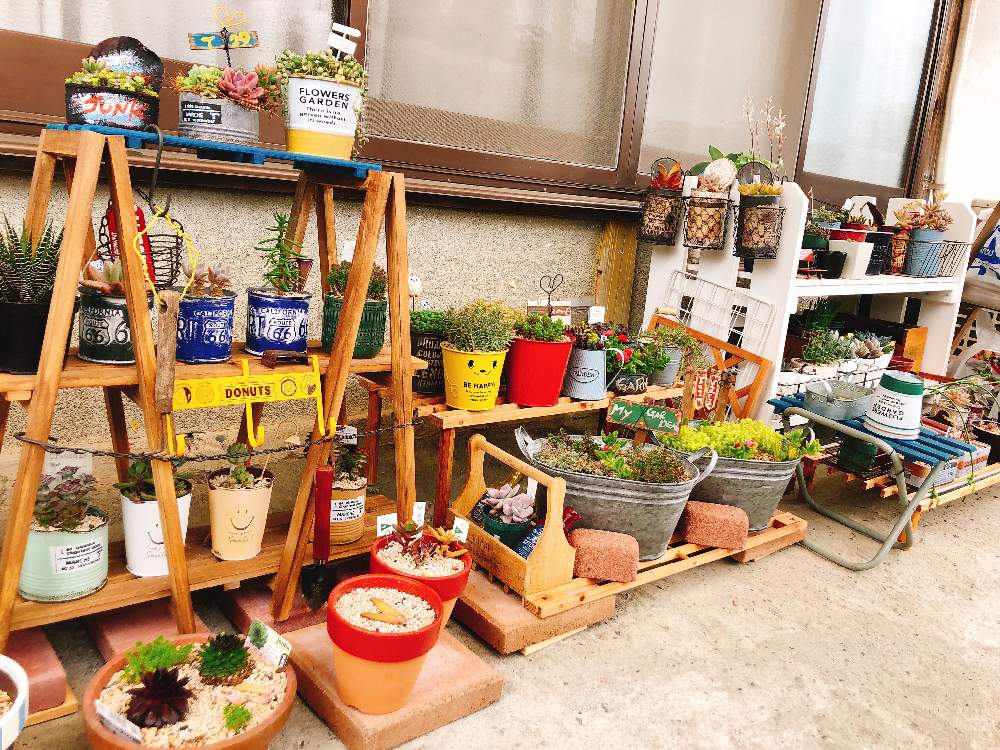 小さな庭の画像 by にいさん | 小さな庭と多肉植物いろいろと多肉植物とたのしいと初心者とちいさな幸せ♡とこつこつとと軒下とタニク初心者
