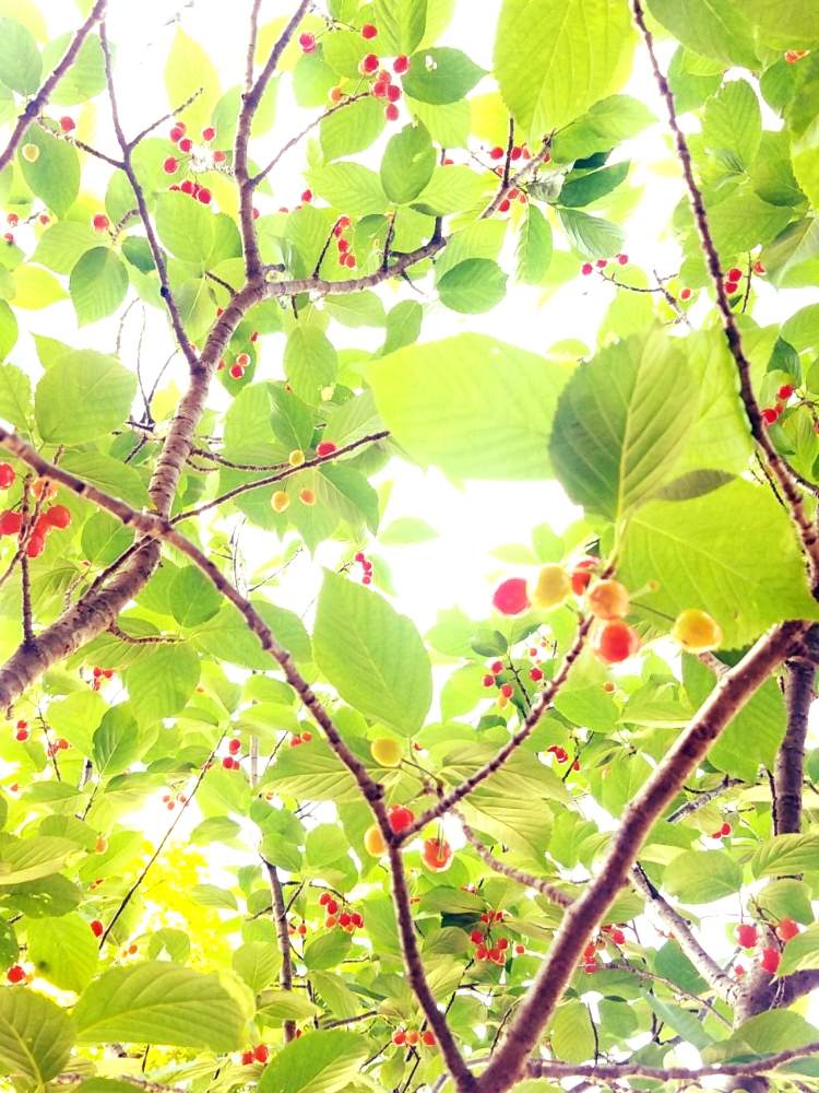お出かけ先の画像 by ちゃまめさん | お出かけ先と観葉植物と水草水槽とサクランボ♡とGS映えと ミントと多肉女子と多肉植物とサボテンと花のある暮らしと水草とお花屋さんとタニク初心者