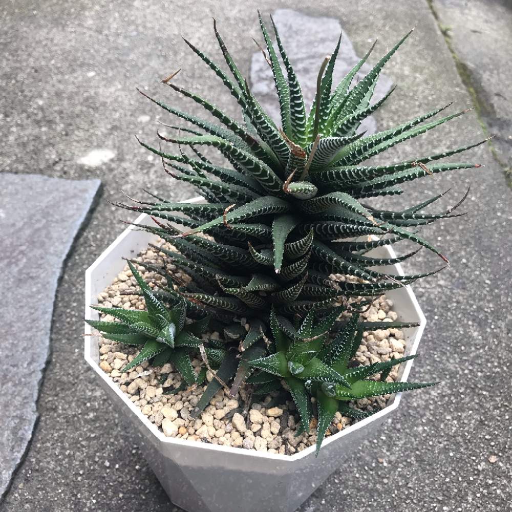 玄関の画像 by こけさん | 玄関と多肉植物とハオルチア属とハオルチア・十二の巻と多肉女子と 十二の巻
