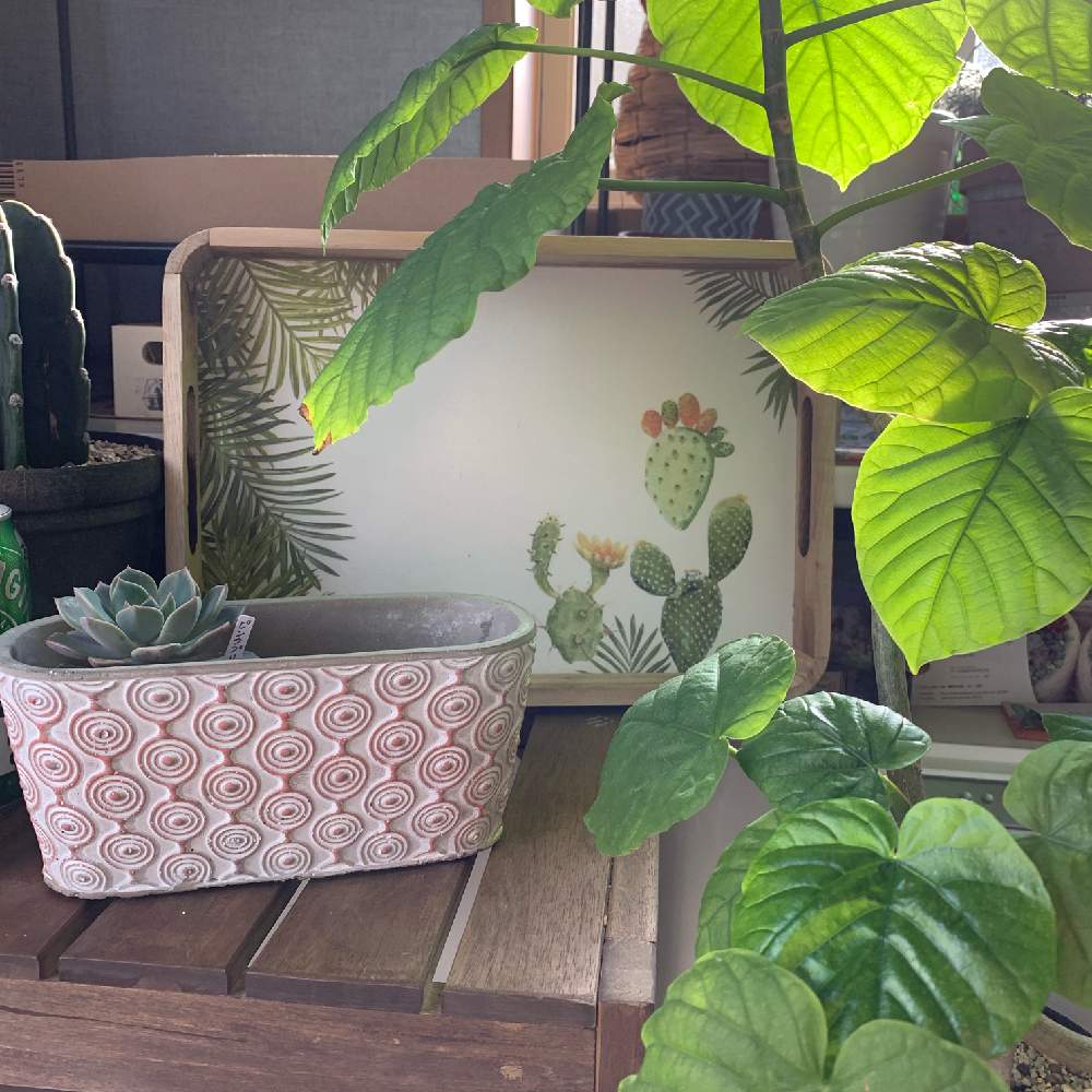 インテリアの画像 by ギブソンさん | インテリアと多肉植物とサボテン科と観葉植物と多肉大好きとGS映えとGS日和と植中毒とギブソン多肉日記と多肉女子とタニラーと多肉LIFEと横浜❣️多肉大好き❣️とウンベラータ♡︎ʾʾとかわいいな♡