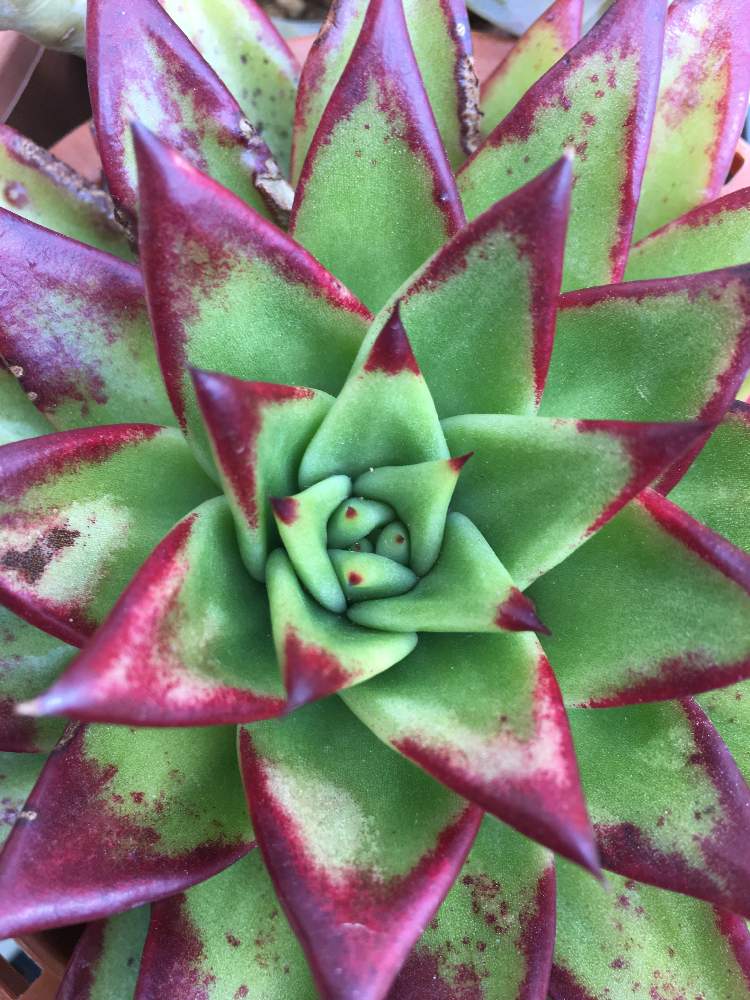 玄関の画像 by 砕煉さん | 玄関と魅惑の宵と多肉植物と植物のある暮らしと大株と植欲旺盛と成長中と植欲と植中毒と赤い縁取りとアガボイデス系と【こまち多肉部】と成長記録