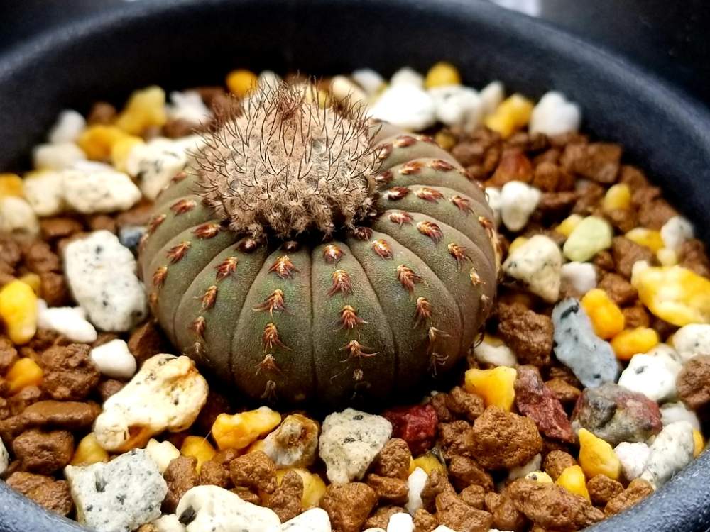 の画像 by 鍛冶工事くんさん | 令和最初の植物とcactusと植物のある暮らしとフライレア属とGS日和とモフモフと10連休何する?とぷっくり❤️