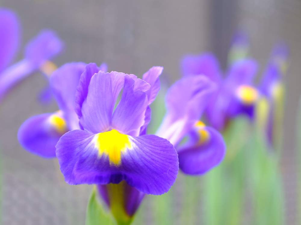 小さな庭の画像 by ®️unjaさん | 小さな庭とアイリスといとおしい植物の表情フォトコン2019と花のある暮らしと緑のある暮らしと今日の一枚