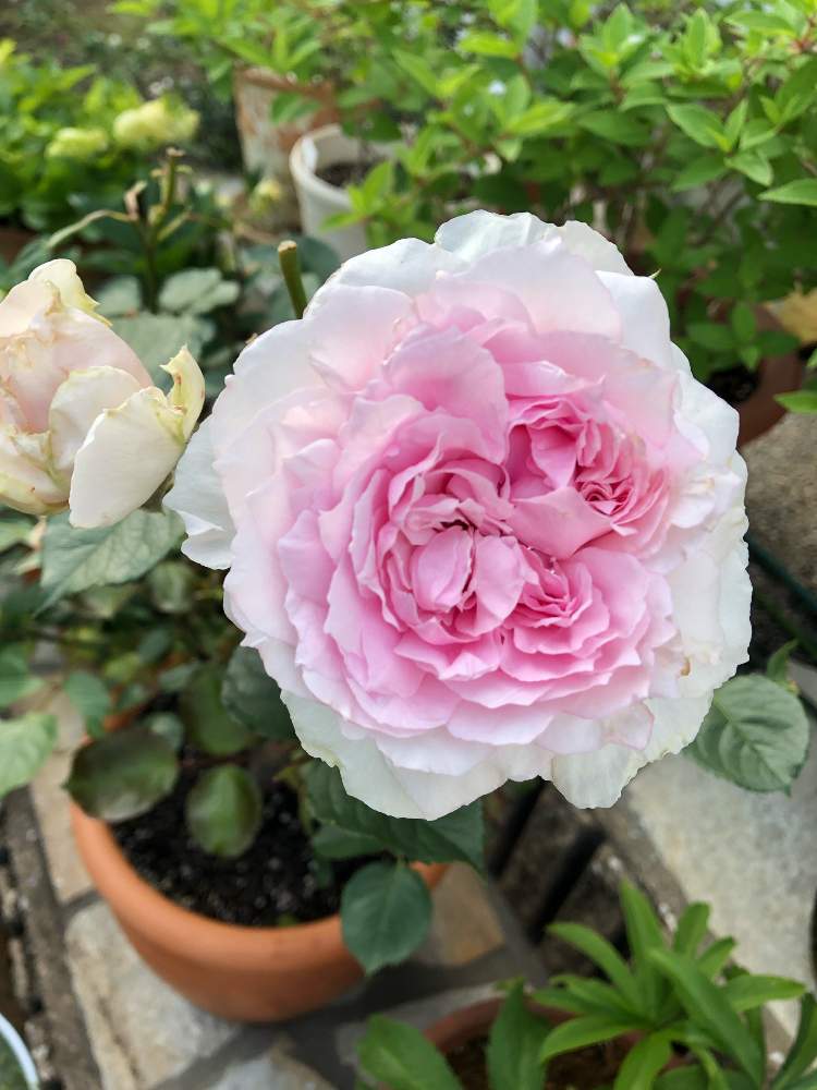 テラスの画像 by francaiseさん | テラスと☆エウリディーチェと自然美と☆バラフェチと薔薇 鉢植えと可愛いと綺麗な色♡と花のある暮らしと☆開花