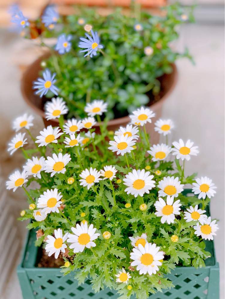玄関の画像 by akaさん | 玄関と ノースポールと庭ほしいとブルーデージー♪と鉢植えと花のある暮らし