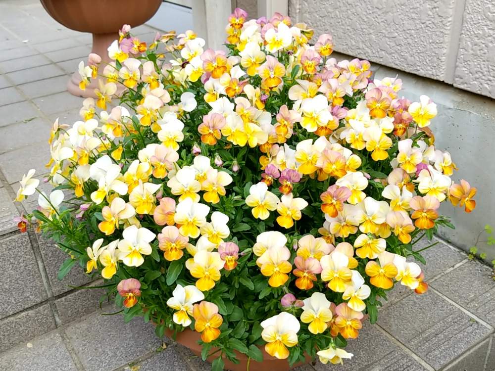 玄関の画像 by MAKIMAKIさん | 玄関とビオラ・パンジーと寄せ植えと狭い庭と満開と玄関アプローチとビオラ寄せ植えとビオラの季節と今日のビオラとお庭の花たちと成長記録と小さな小さな庭と花のある暮らしと小さな花と玄関先と可愛らしいビオラとI♡ビオラと玄関前と玄関ガーデン