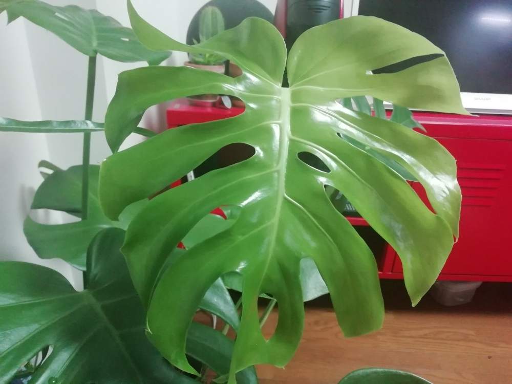 インテリアの画像 by mikity.comさん | インテリアとモンステラ属と観葉植物とワクワクと癒しと窓際緑化とno green no lifeと植中毒とたまらん♡とジャングル化計画と観葉植物がスキといやされると新芽