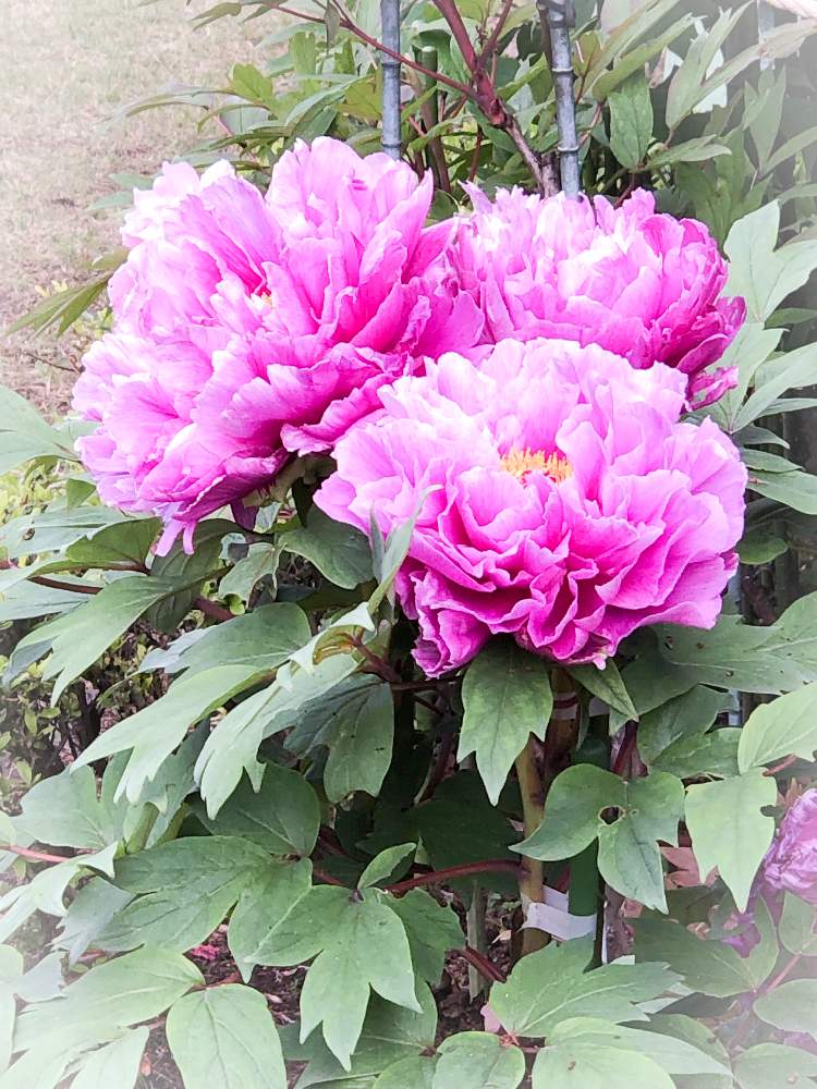 お出かけ先の画像 by mamiさん | お出かけ先と町田ぼたん園と令和最初の植物とキラキラとぼたんまつりとお散歩先のお花たちと春がきたとGS映えとGS日和と来春が楽しみとお散歩写真と花のある暮らしと10連休何する?