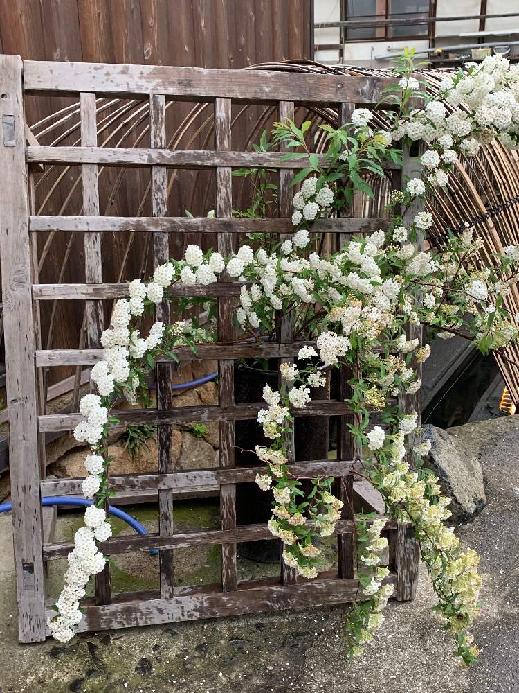 お出かけ先の画像 by スイカさん | お出かけ先とコデマリ❇︎と花のある暮らしとスマホで撮影とかわいいな♡とチーム福岡と白いお花♡と竹原の街並み