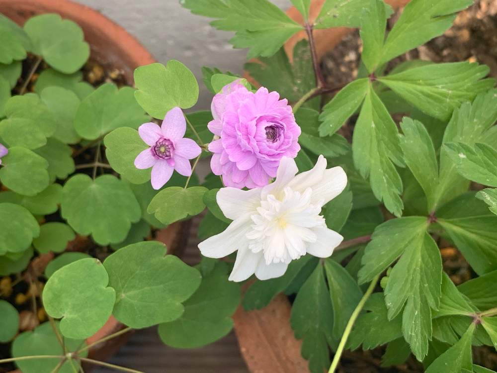 の画像 by ノンビリーナさん | 梅花カラマツとヤエイチゲと花のある暮らしとノンビリと癒しとキンポウゲ科