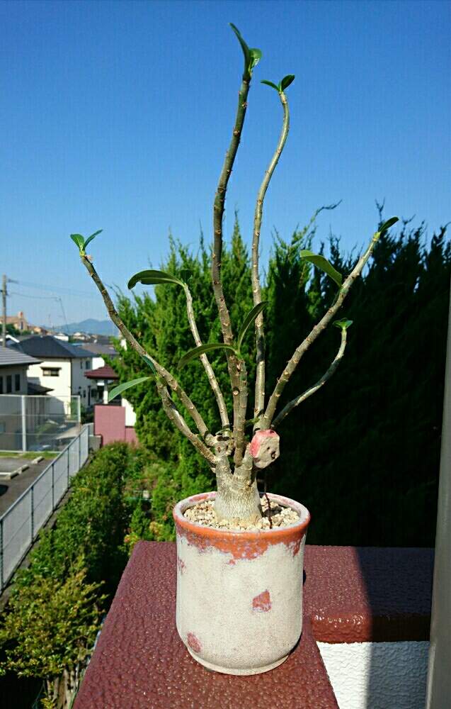 バルコニー/ベランダの画像 by カリナさん | バルコニー/ベランダと植え替え完了。とアデニウム☆と植物のある暮らしと多肉植物