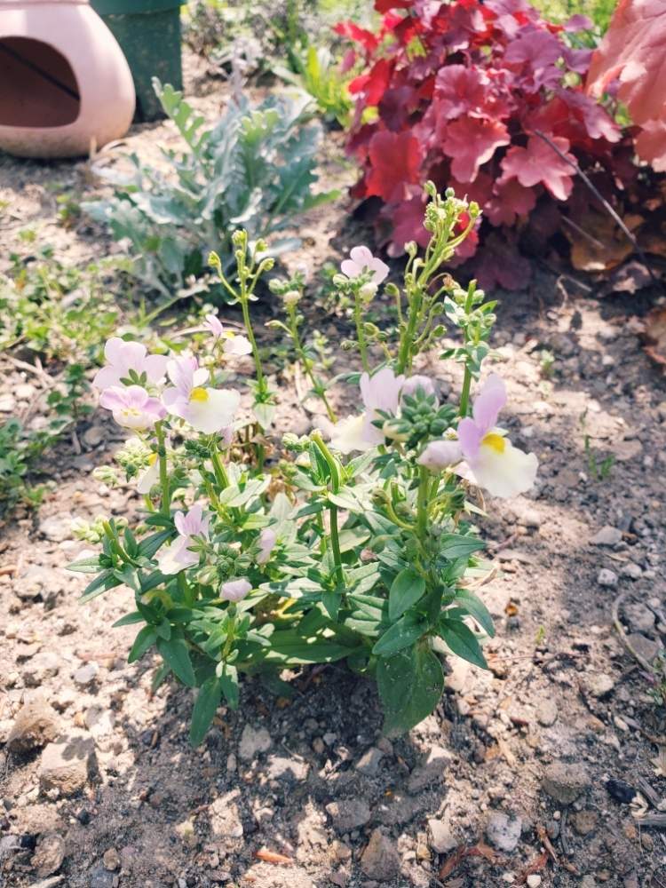 小さな庭の画像 by クローバーさん | 小さな庭といとおしい植物の表情フォトコン2019とやったね!とGS映えとはるが来た!とおきにいりとバラと夢CLUBとネメシア☆ときれいな色とげんきもらえますとうれしい!とかわいい色と花のある暮らしと晴れといやされるとかわいいな♡とうっとり