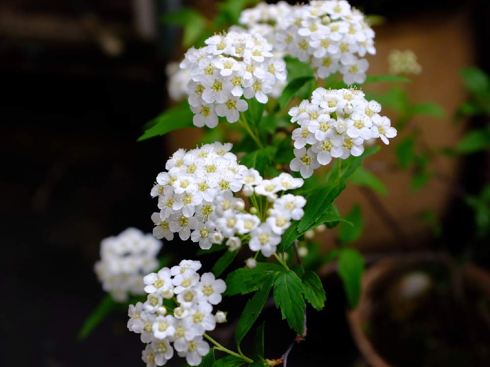 小さな庭の画像 by ®️unjaさん | 小さな庭とコデマリといとおしい植物の表情フォトコン2019と花のある暮らしと緑のある暮らしと今日の一枚