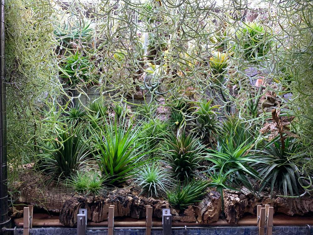 部屋の画像 by しゅんさん | 部屋と着生植物と観葉植物と植物のある暮らしと植中毒とチララックとエアプランツとエアープランツ/チランジアとウスネの森ラック