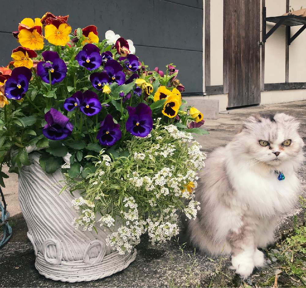 広い庭の画像 by ちらこさん | 広い庭とお花色々とパンジー・ビオラとマイ・コレクションと寄せ植えと令和最初の植物・お花フォトコンと花自慢と今日の一枚と今日のお花と花のある暮らし