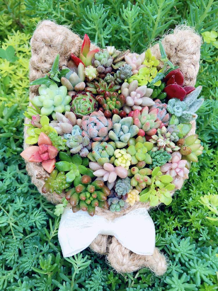 小さな庭の画像 by まぁぷるさん | 小さな庭と多肉植物とよせ植えと 多肉いろいろと編み編み♪と植中毒とゆるキャラ倶楽部とネコと多肉寄せ植えとちまちま寄せ