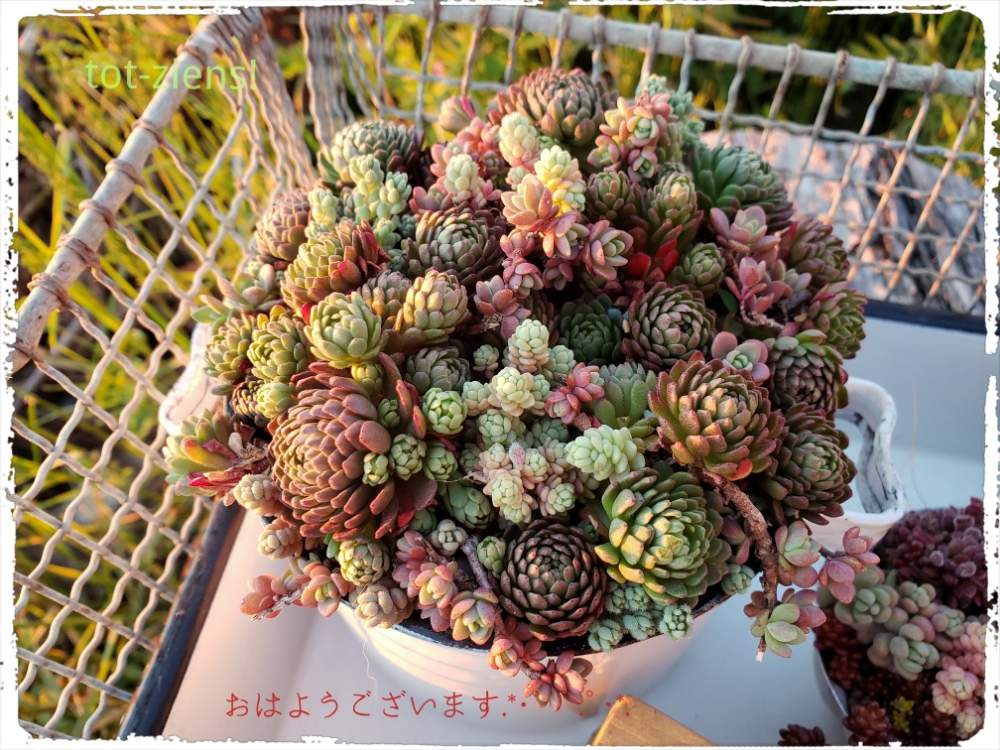 小さな庭の画像 by tot-ziens!(トット・シーンズ)さん | 小さな庭とセダム属と多肉植物とボタニカルライフとサビサビとありがとう♡とミセバヤさんとレッドベリー♡と小さな多肉寄せ植えと昔のパーツと工場のおじいさんシリーズとおきにいりといちかわふぁーむさんと紅葉(こうよう)とトットジーンズと工場からの風景とberry berry タルトと花のある暮らしと斑入りパリダム❤︎と古い物とちまちま寄せ