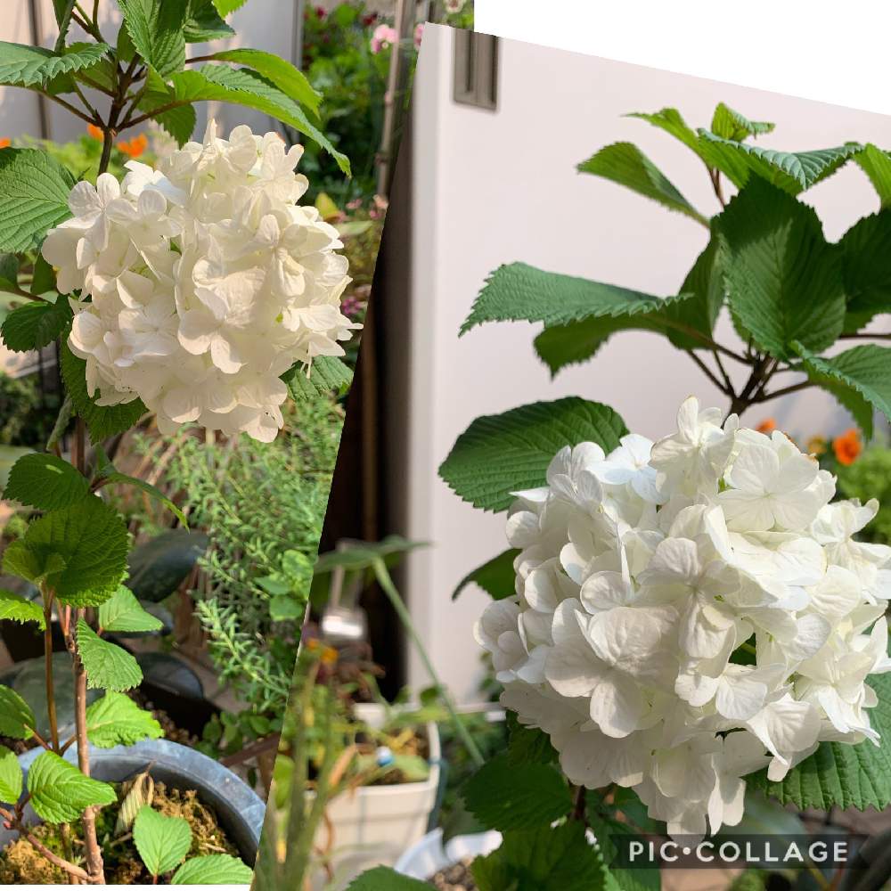 小さな庭の画像 by スイカさん | 小さな庭と植中毒と花のある暮らしとスマホで撮影とかわいいな♡とチーム福岡と白いお花♡とオオデマリ❁