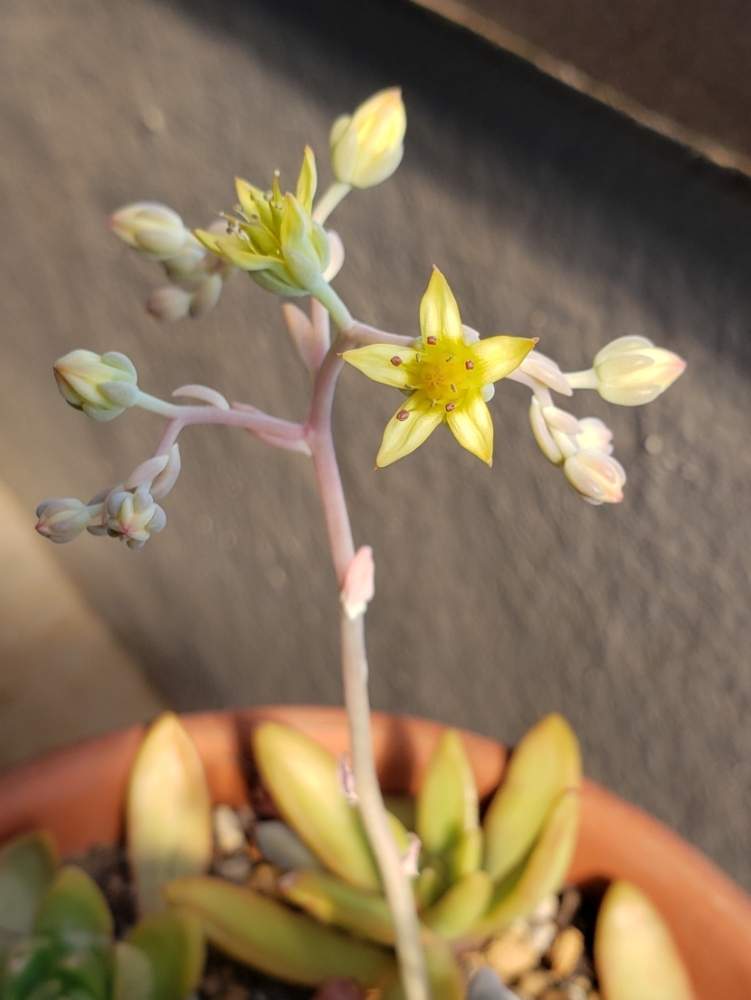 バルコニー/ベランダの画像 by めるぷーさん | バルコニー/ベランダと秋麗と多肉植物と多肉の花と多肉大好きと黄色い花と多肉女子と可愛いと園芸初心者と多肉初心者