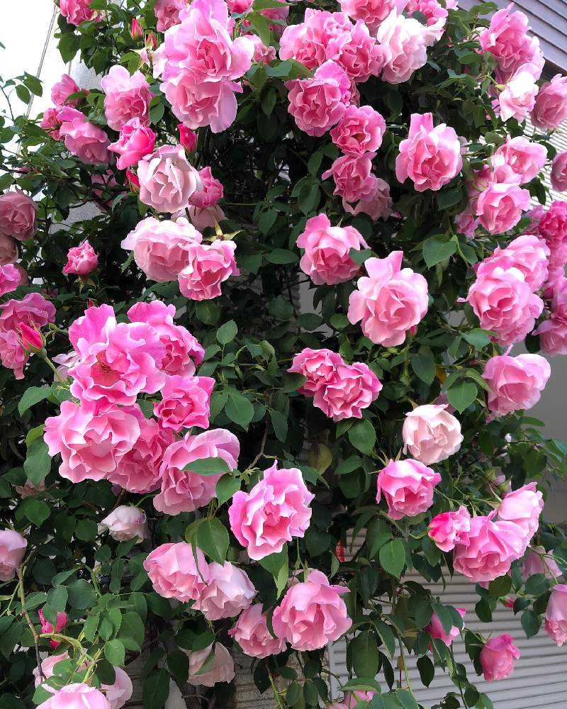 お出かけ先の画像 by Mr. マーさん | お出かけ先と薔薇の名前は、?と座間市内とiPhone8と薔薇愛同盟