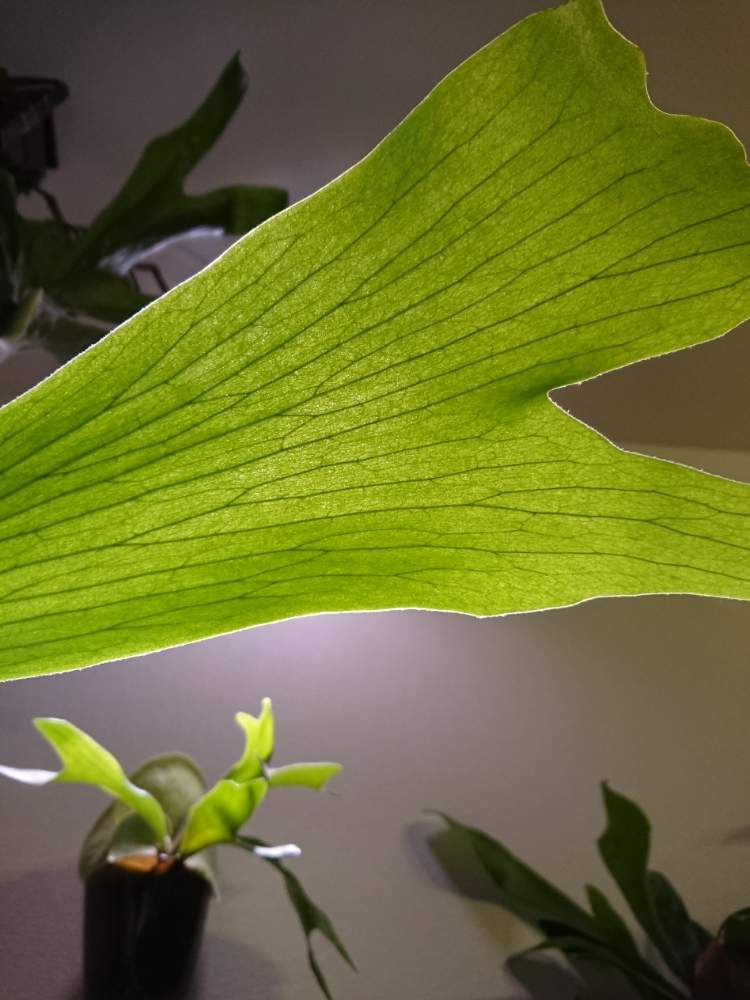 部屋の画像 by はっぱさん | 部屋と植物用LEDとラブリコと ビカクシダ