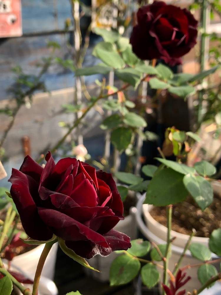 玄関の画像 by mahiro227さん | 玄関とばら バラ 薔薇と薔薇と暮らすと薔薇・ルイ14世と花のある暮らしと私の小さなバラ園