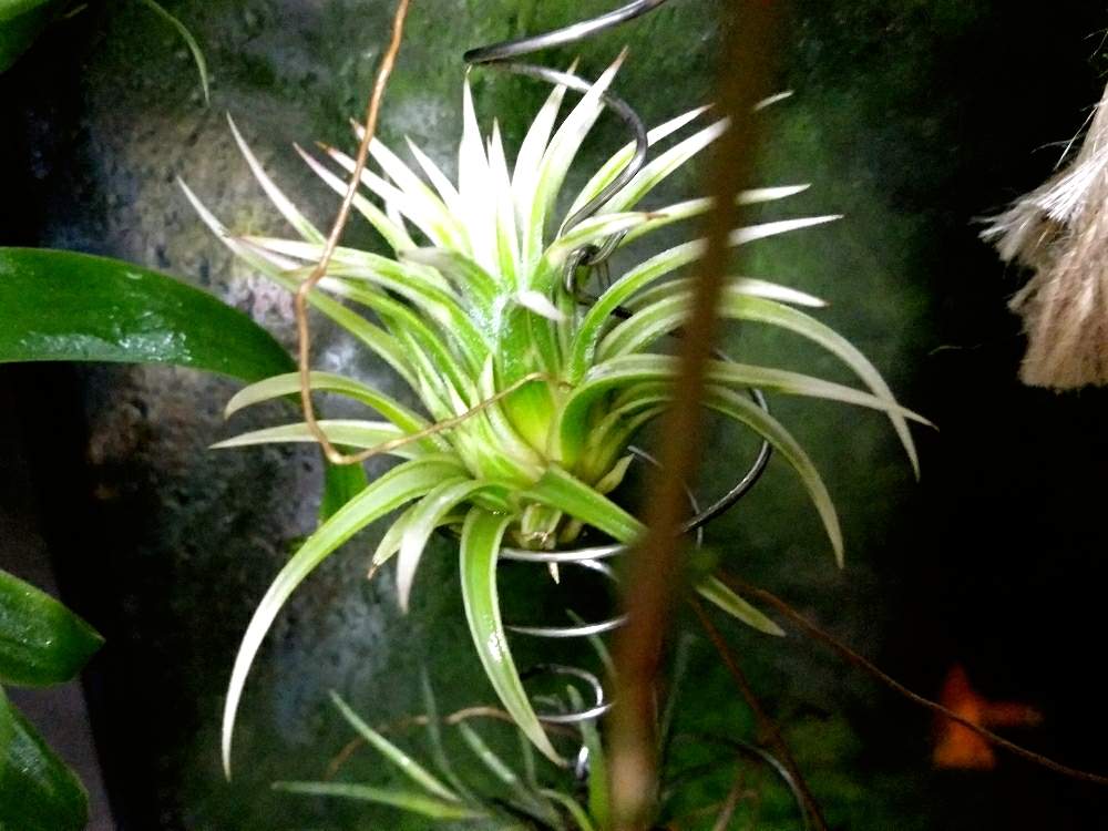 窓辺の画像 by チラリズムさん | 窓辺とイオナンタ アルボマージナータと植中毒と植物に育てられてる人
