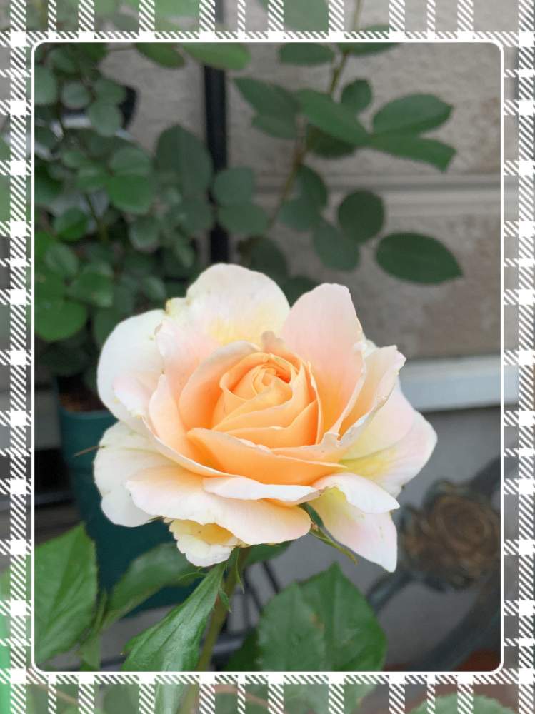 小さな庭の画像 by もみじさん | 小さな庭と薔薇と令和へといいかおりとばら バラ 薔薇と薔薇愛同盟とお庭の草花と絞りのバラとバラ カンパネルラとバラの蕾と全部GSのせいだと蚊取り線香と小さな小さな庭と花のある暮らしとばら 薔薇 バラと初めてと三種の神器とバラのつぼみと禅ローズとラカンパネラ バラ
