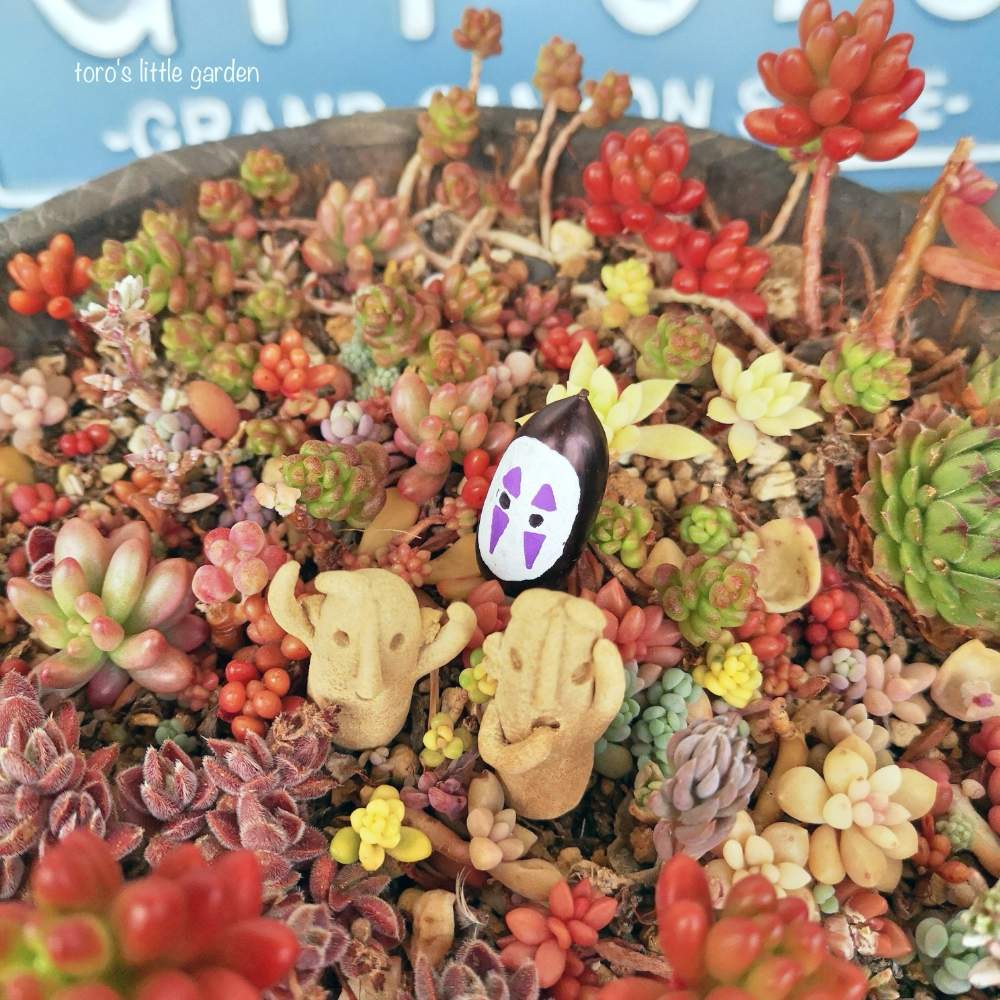 バルコニー/ベランダの画像 by とろさん | バルコニー/ベランダと多肉中毒と多肉植物と多肉大好きとsaekoさんありがとう♡とおきにいり ♡とポイポイ鉢とかわいすぎ( *´艸)とどんぐりカオナシと多肉女子とハニワとかわいいな♡とベランダー