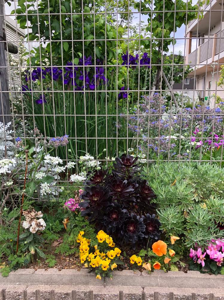 アプローチの画像 by みきばさん | アプローチとくろぼうしと花壇と花壇・植え込み
