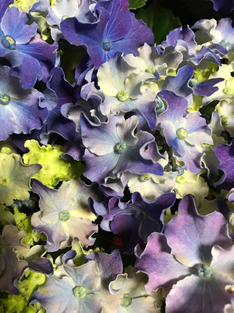 お出かけ先の画像 by Sachieさん | お出かけ先と春に咲く花とムラサキ色がキレイと青い花と紫陽花 アジサイ あじさいと花のある暮らし