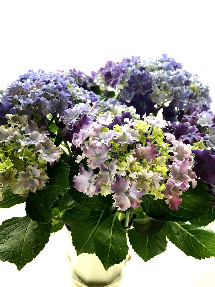 お出かけ先の画像 by Sachieさん | お出かけ先と花のある暮らしとムラサキ色がキレイと春に咲く花と紫陽花 アジサイ あじさい