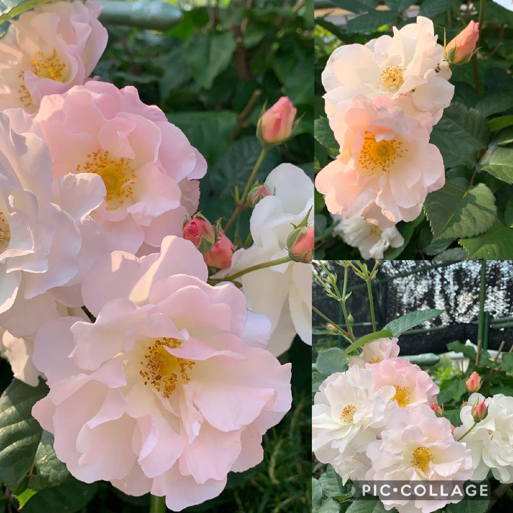 お出かけ先の画像 by スイカさん | お出かけ先とバラが咲いた♫と花のある暮らしとスマホで撮影とチーム福岡と白いお花♡
