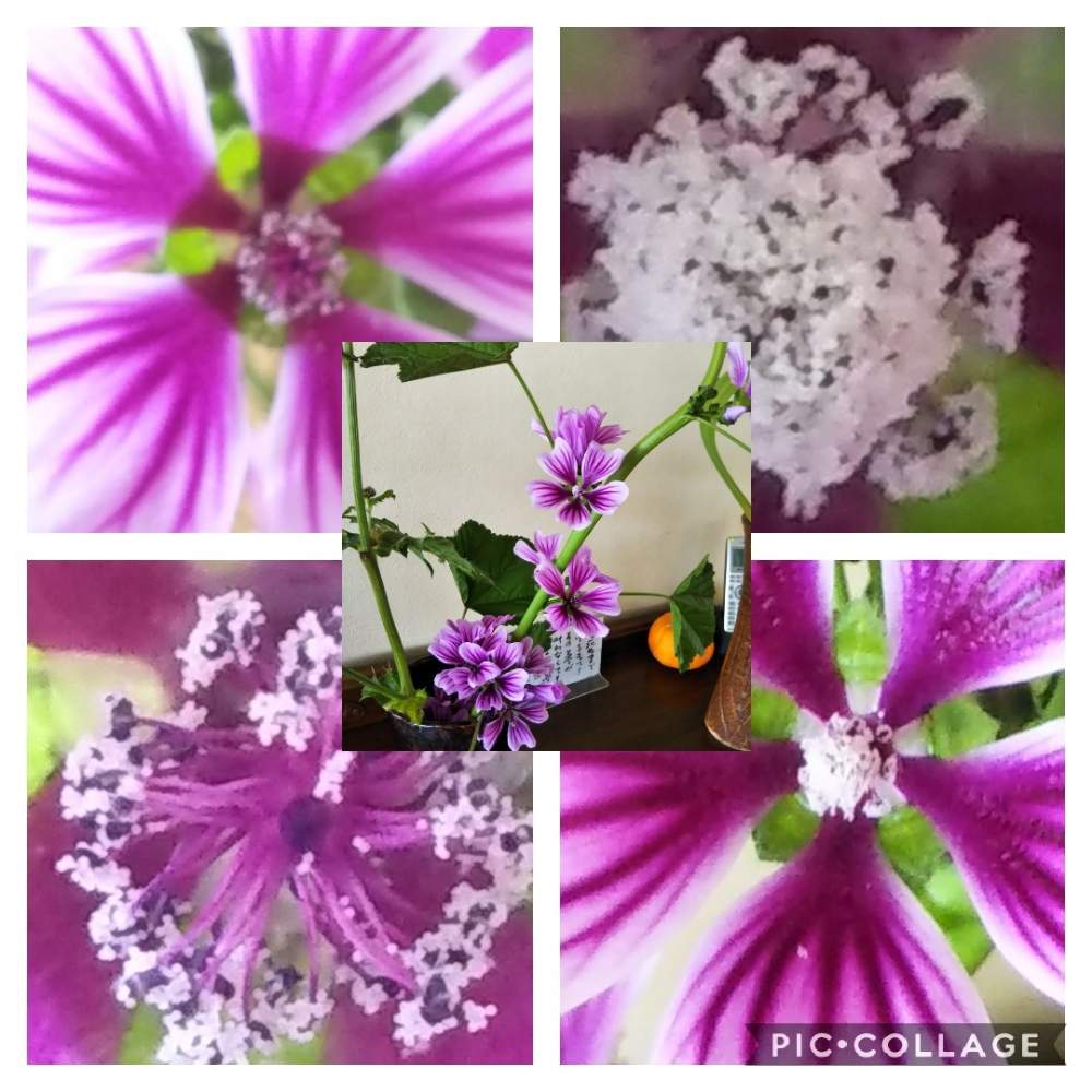 お出かけ先の画像 by ユキチョコママさん | お出かけ先と芍薬♡としべ好きと平成さいごのゆく春♡くる春まつり❗️と森のがっこうと花のある暮らし
