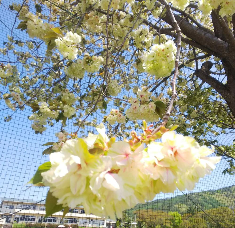 お出かけ先の画像 by Konaさん | お出かけ先とウコンザクラと『2019桜』フォトコンテスト