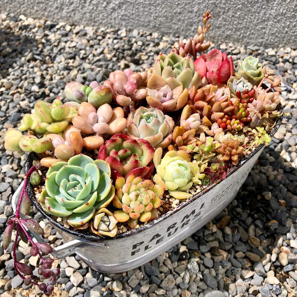 の画像 by あやさん | 多肉植物の寄植えと七福神と熊童子錦とチョコレート錦とラブリーローズとTMとピュアラブとアメチスチヌムと福娘とロウ