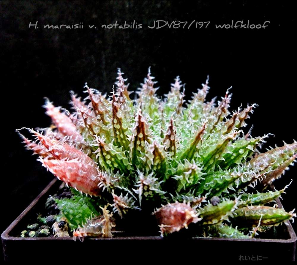バルコニー/ベランダの画像 by れいとにーさん | バルコニー/ベランダと多肉植物とノタビリスと軟葉系ハオルチアとハオルチア属とプラ鉢と透明窓とマライシー ノタビリスとHaworthia:ハオルチア/ハオルシアと植中毒とハオルシア属 と透明感とスケスケとH.maraisii v.notabilisといとおしい植物の表情フォトコン2019