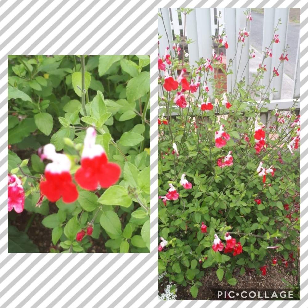 広い庭の画像 by Tomoさん | 広い庭と植中毒と憧れの薔薇とガーデニング初心者と雑貨大好き❤と花のある暮らしとたくさんの花が咲く庭にしたい。といいね♥ありがとうございます✨とチーム福岡と小花が好き