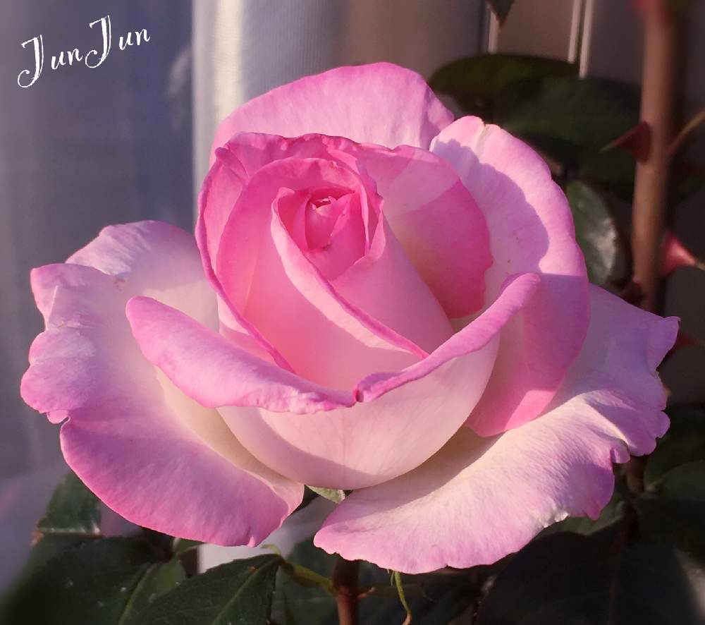 小さな庭の画像 by Jun♡Junさん | 小さな庭とプリンセス モナコと今日も無事に過ごせます様に❣️とキュンキュン乙女倶楽部とピンク同盟といとおしい植物の表情フォトコン2019と私の癒しと西日本豪雨で被災された皆様頑張ってと元気に育ってます♪と可愛い〜♡と庭のある暮らしと心奪われる美しさ✨とバラが好きと花のある暮らしと夫婦で庭創り♡とこんばんは☆と繋がりに感謝✨と植物に癒されてと記録用とHTC 64