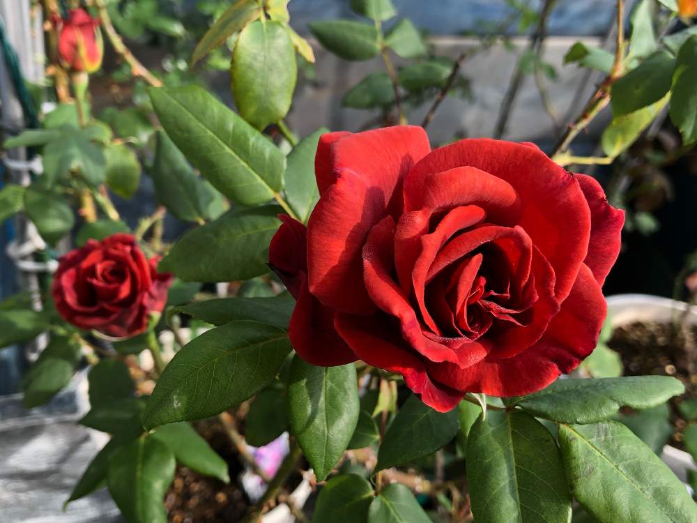 玄関の画像 by mahiro227さん | 玄関とばら バラ 薔薇と薔薇と暮らすと薔薇 ブラックティーと花のある暮らしと私の小さなバラ園