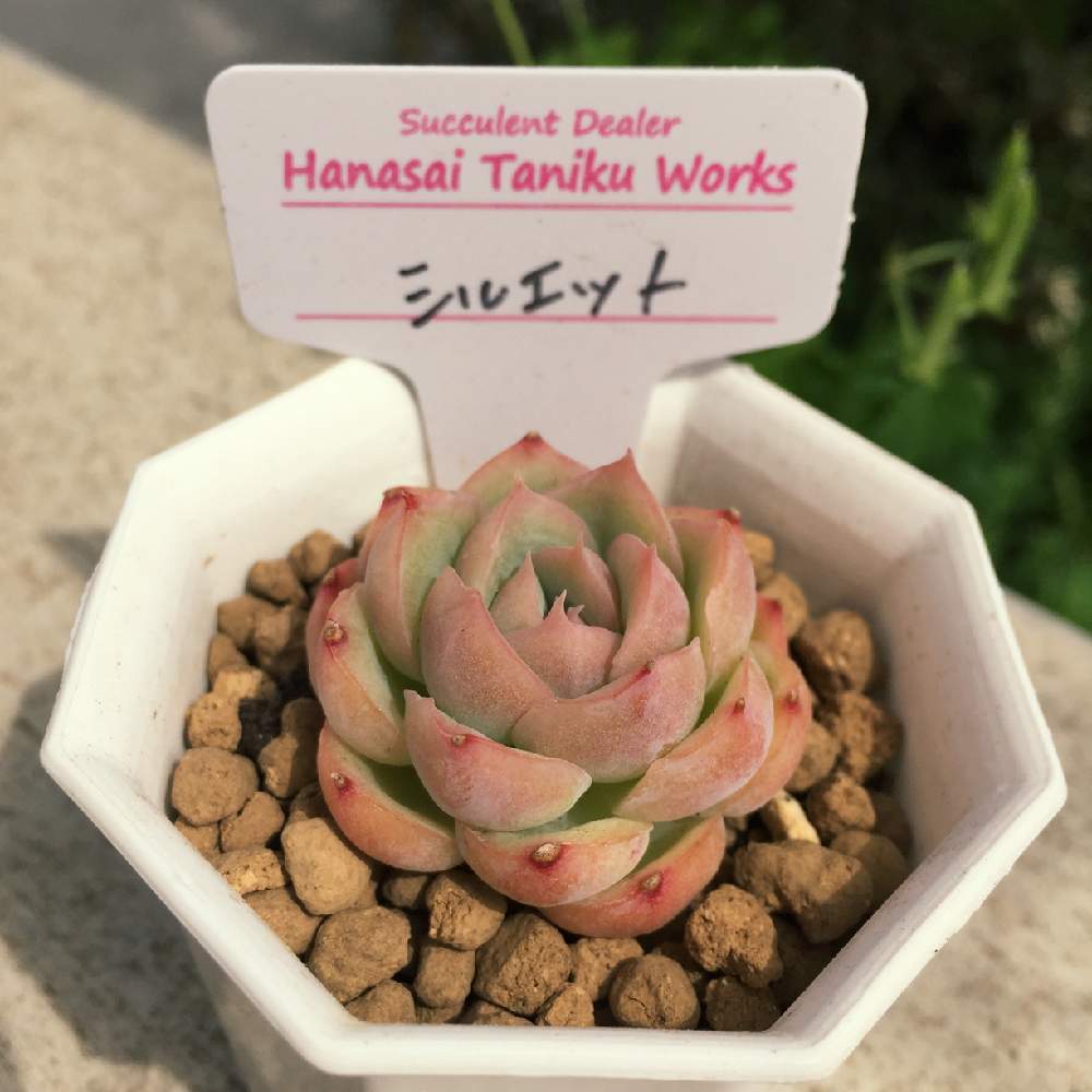 小さな庭の画像 by あきさん | 小さな庭とエケベリア シルエットと多肉植物と癒される♡とラブリー♡と植欲が止まらないと中山いい肉ん エケベリアと美人さん♡と多肉大好きとワクワクドキドキとピンク❤︎ピンクと多肉のある暮らしと植欲旺盛と植中毒と花彩追っかけクラブと大好き過ぎてどうしよう♡とたまらん♡と花彩hanasaiと多肉植物ラブと綺麗な色♡とかわいいな♡と千葉タニラー