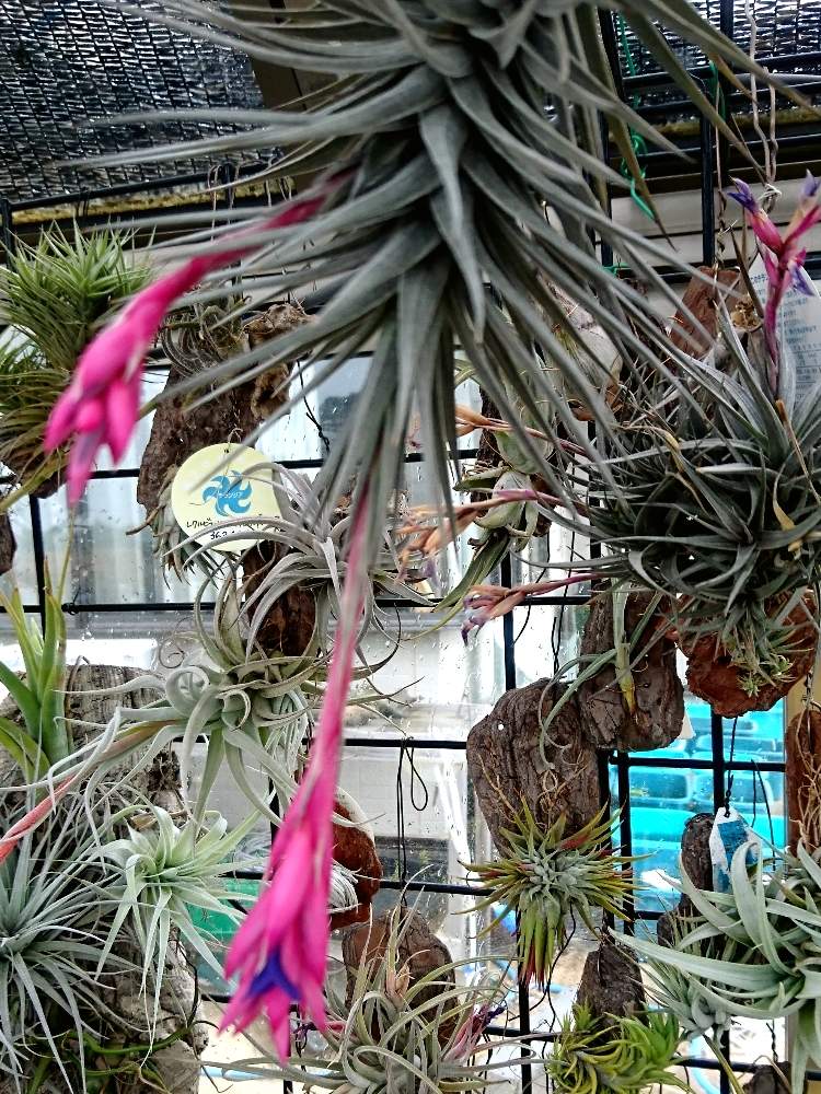 広い庭の画像 by かき揚げさん | 広い庭とチランジア アエラントス ニグラと多肉植物とオザキフラワーパークと植中毒と温室と多肉おばちゃんとエアプランツとエアープランツ/チランジア