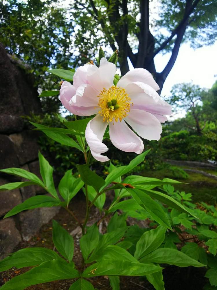 お出かけ先の画像 by アスカ瑞穂さん | お出かけ先とシャクヤクと白鳥庭園(Shirotori garden)と芍薬♡