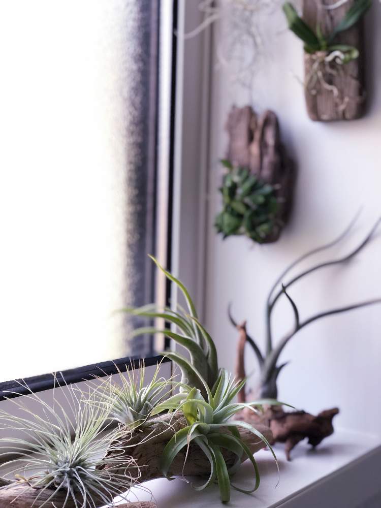 の画像 by 863さん | エアープランツとエアープランツと多肉植物とエアプランツ チランジアと流木とエアープランツとレストレピア属とno green no lifeと植中毒と流木と多肉植物とサボテンと洋ランとデンドロビウム属とエアプランツと多肉初心者